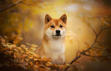 shiba inu photography|4,195 Shiba Inu Stock Photos and High